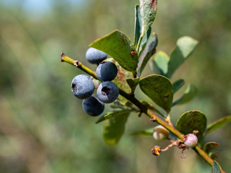 Blueberries on a branch in summer