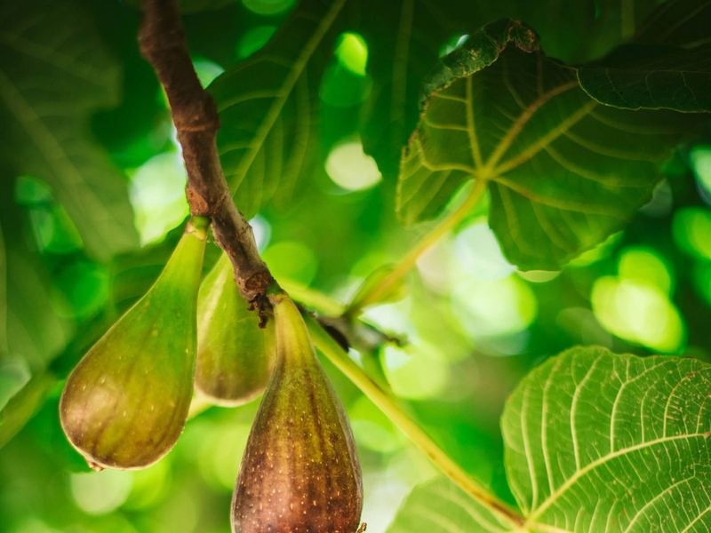Brown ripening figs hanging under a fig leaf