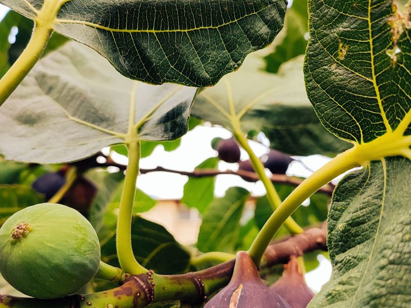 Ripe figs among fig leaves on the tree