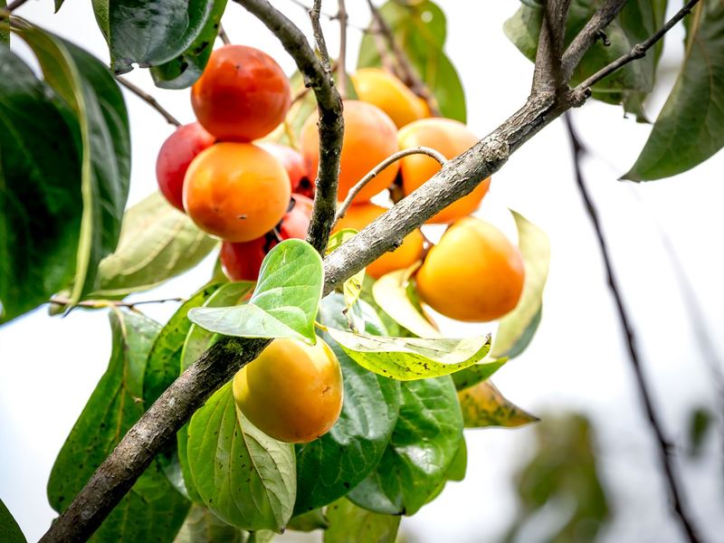 Ripe orange persimmons on a branch