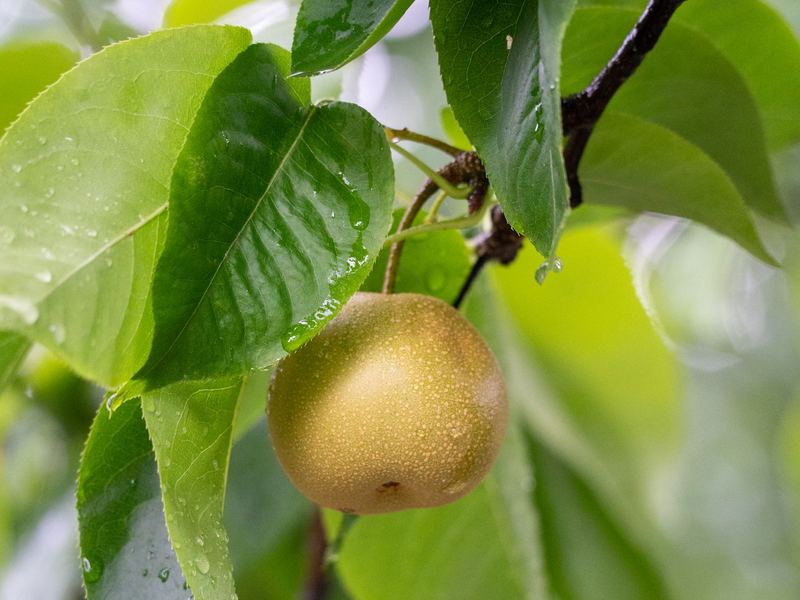 Asian pear on a leafy branch