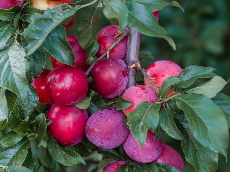 Ripe red plums on a branch