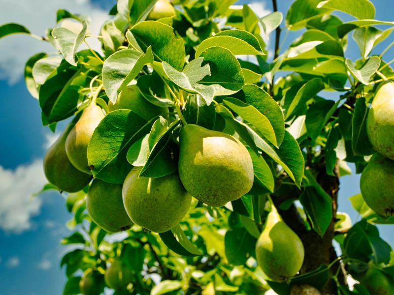 Green pears hanging against a summer sky