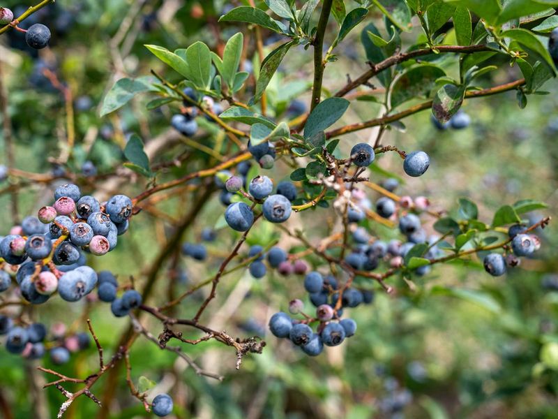 Blueberries ripening on a bush in North Carolina