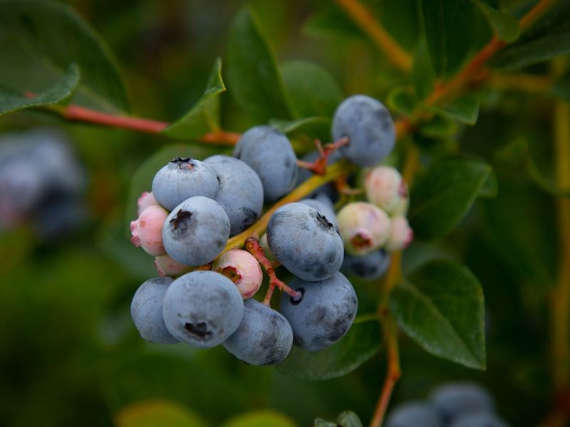 Ripe and ripening blueberries on a branch