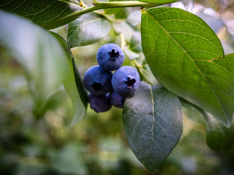 Ripe blueberries on the bush